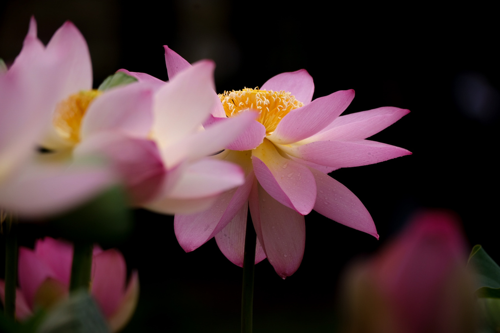 朝露纏った極楽浄土の花