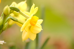 くもり空の黃水仙