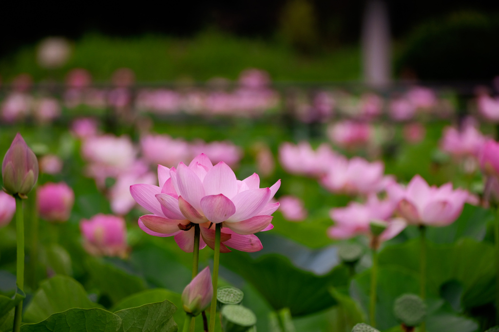 薄明の蓮の花