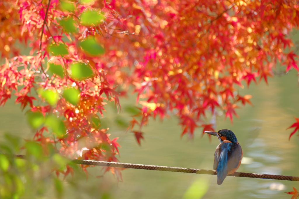 紅葉に隠れ休憩中