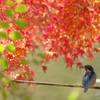 紅葉に隠れ休憩中