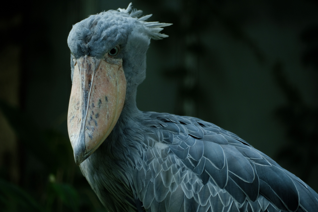 ハンサムなハシビロコウさん