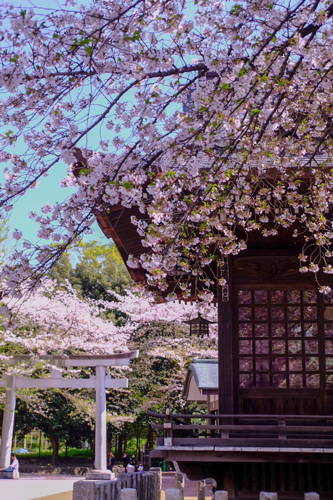 格子に桜うつしとり