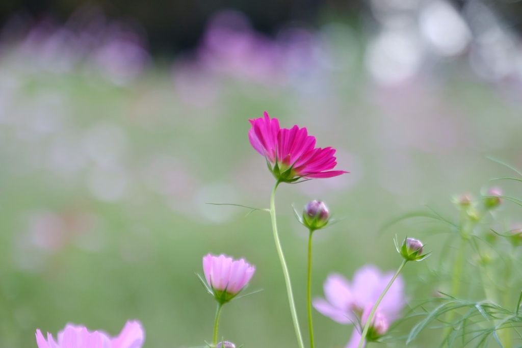 揺れる秋桜と根比べ