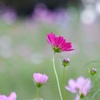 揺れる秋桜と根比べ