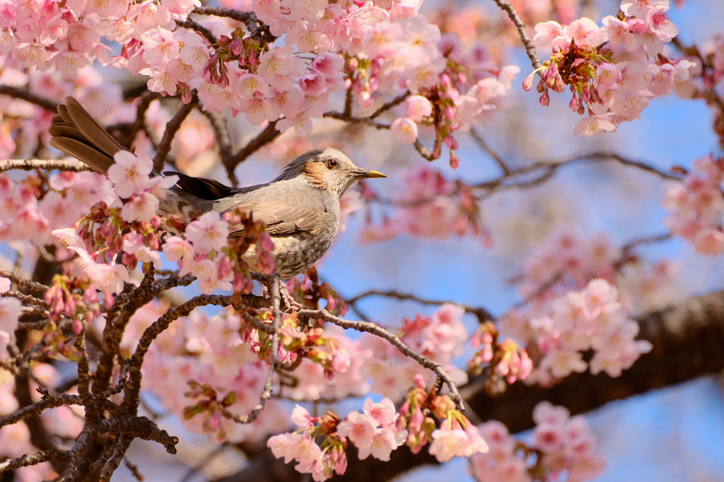 桜に囲まれご機嫌良さげヒヨドリさん