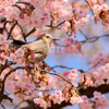 桜に囲まれご機嫌良さげヒヨドリさん