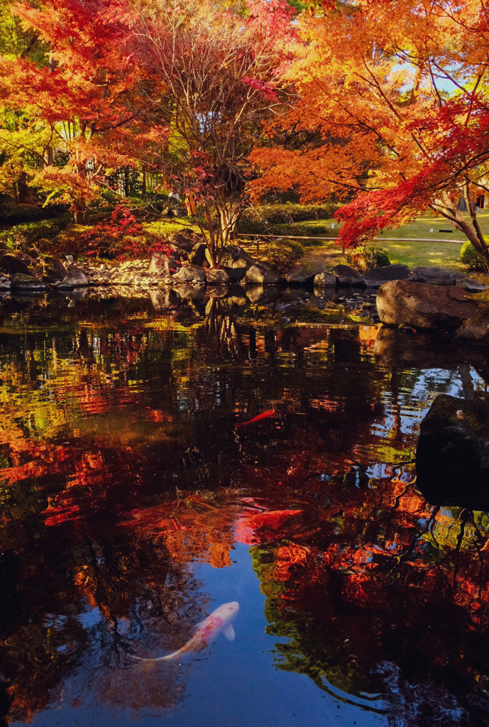 紅葉と鯉