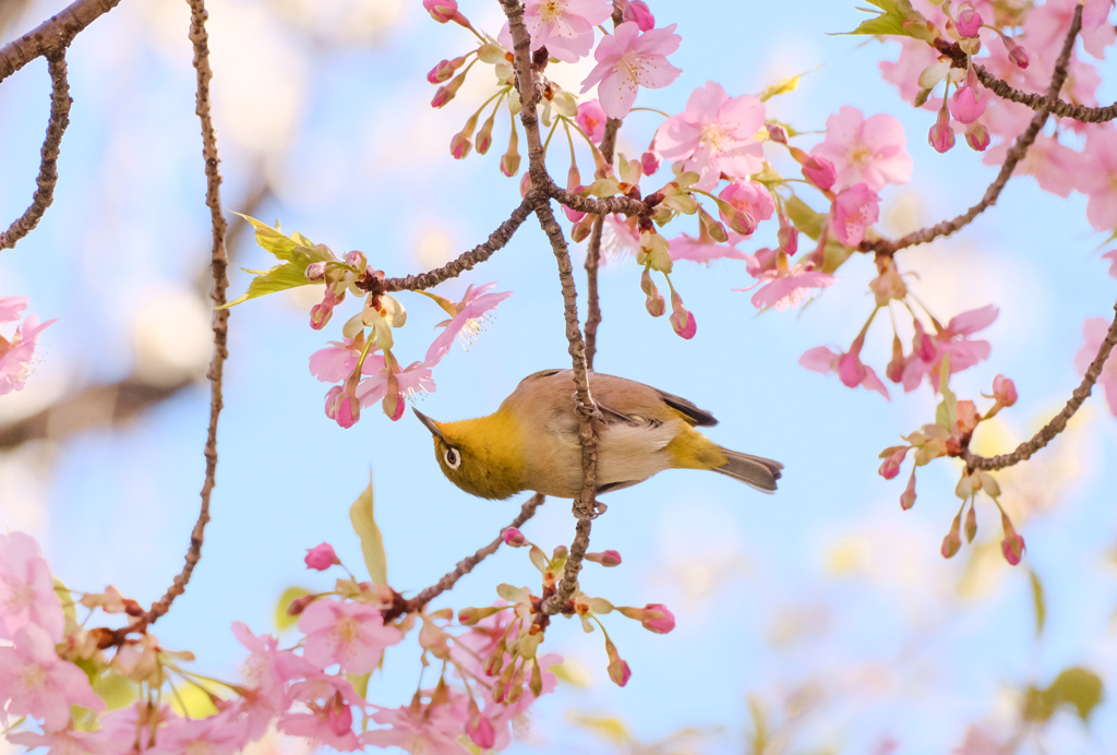 自由自在でうらやまし♪