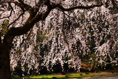 桜の御簾