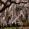 桜の御簾