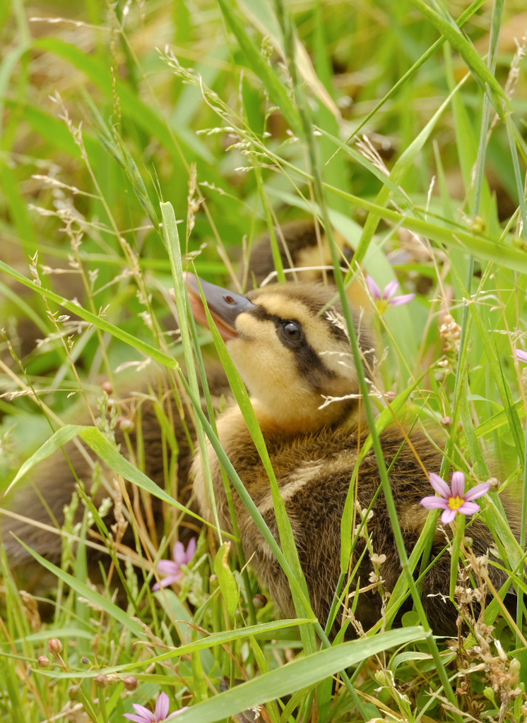 この草を食べたらいいんだって