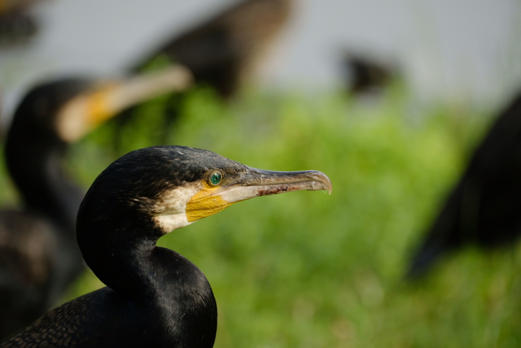 エメラルドグリーンの瞳