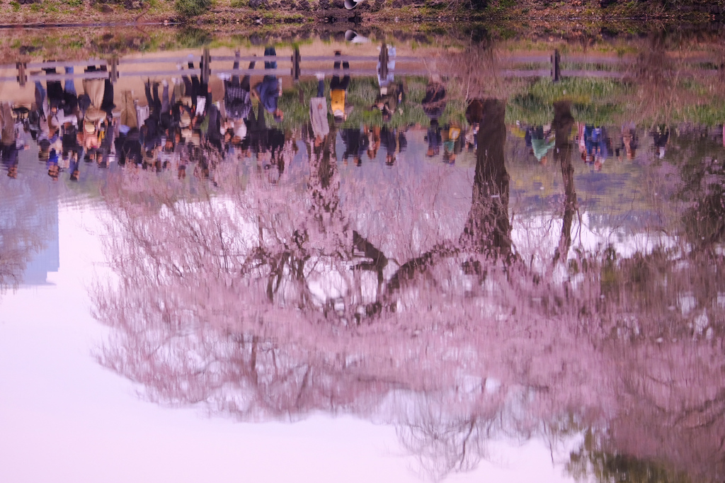 水面にうつる枝垂れ桜