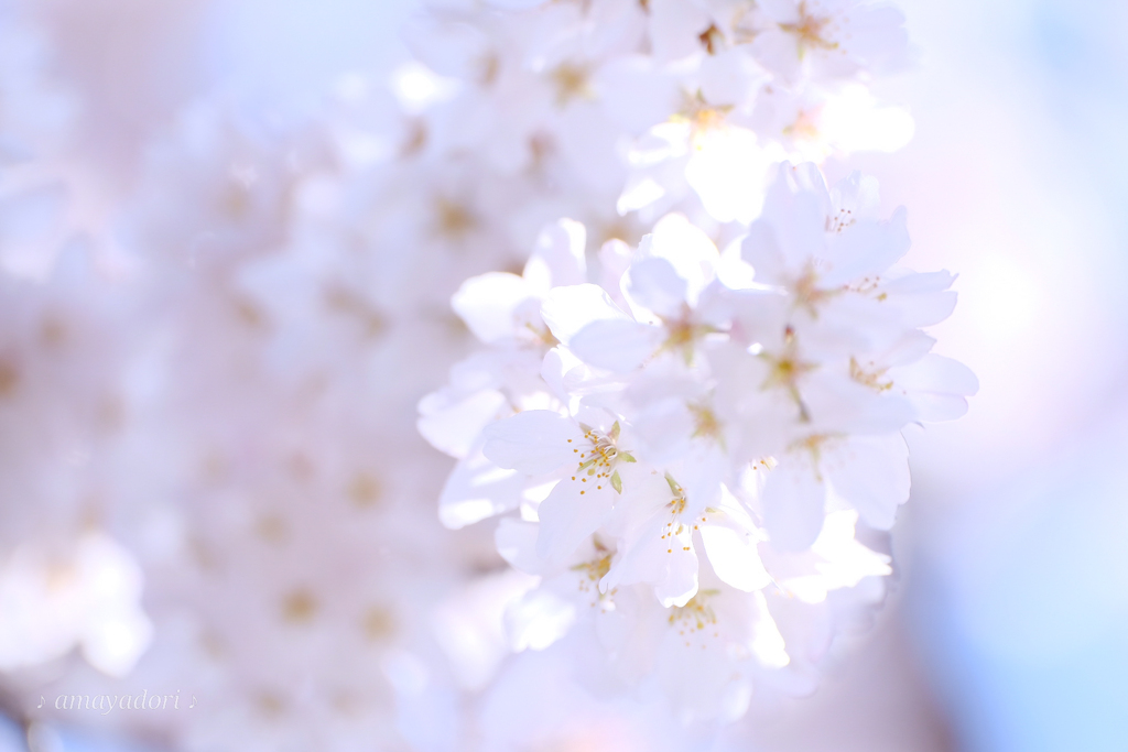 桜の白さは短くて