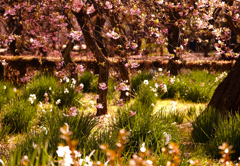 河津桜の春色ぼんぼり