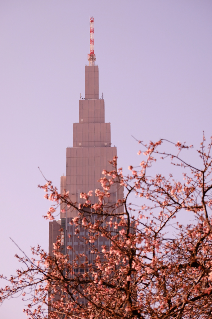 御苑の薩摩寒桜