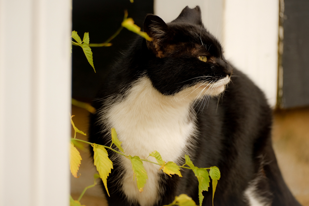 Green eyeとふわふわ毛並み