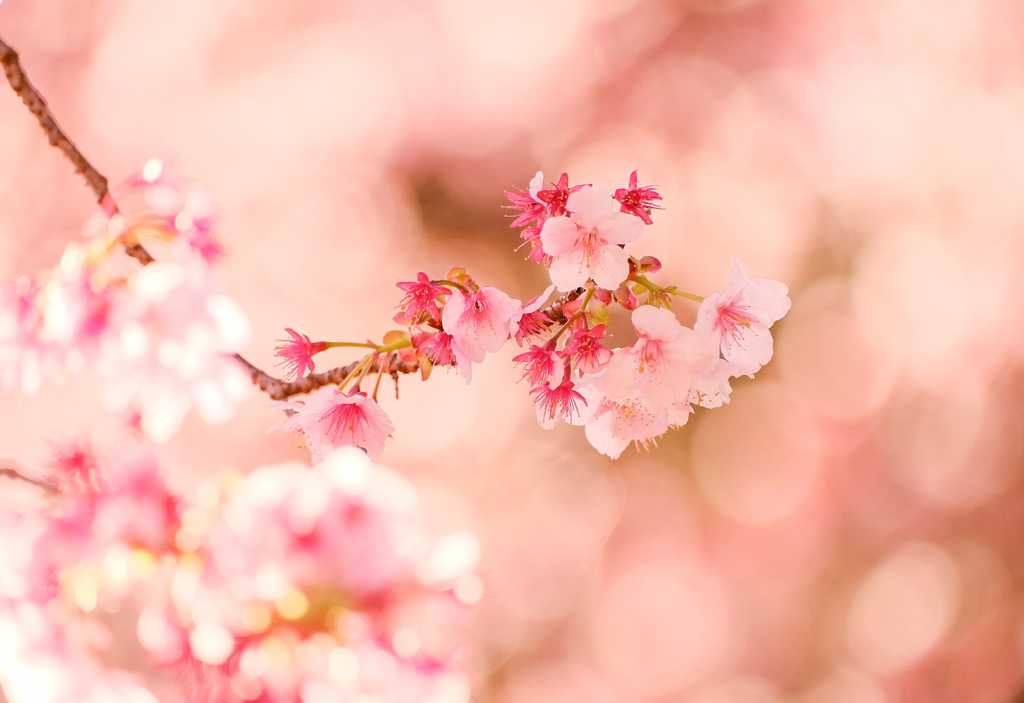 ふんわり春色、薩摩寒桜