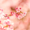 ふんわり春色、薩摩寒桜