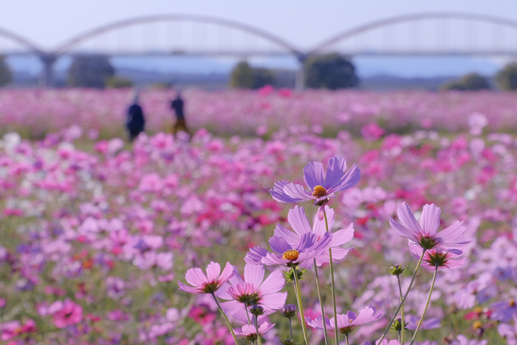 花摘み前