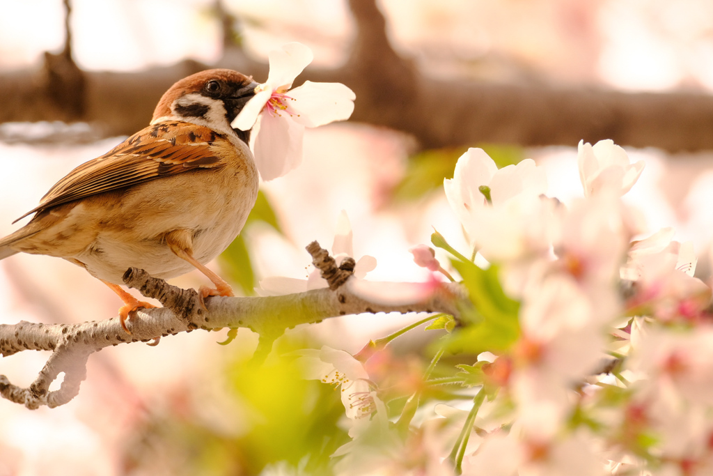 桜くわえてご満悦