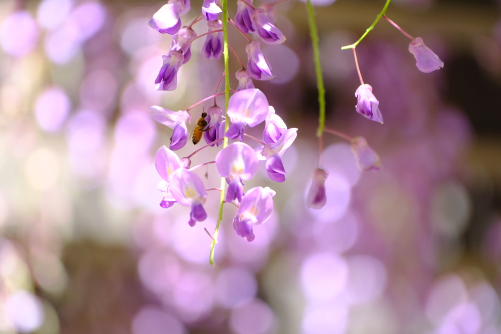 初夏の陽気に藤の花