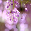 初夏の陽気に藤の花