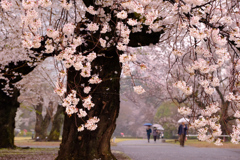 雨の日の桜並木