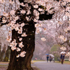 雨の日の桜並木