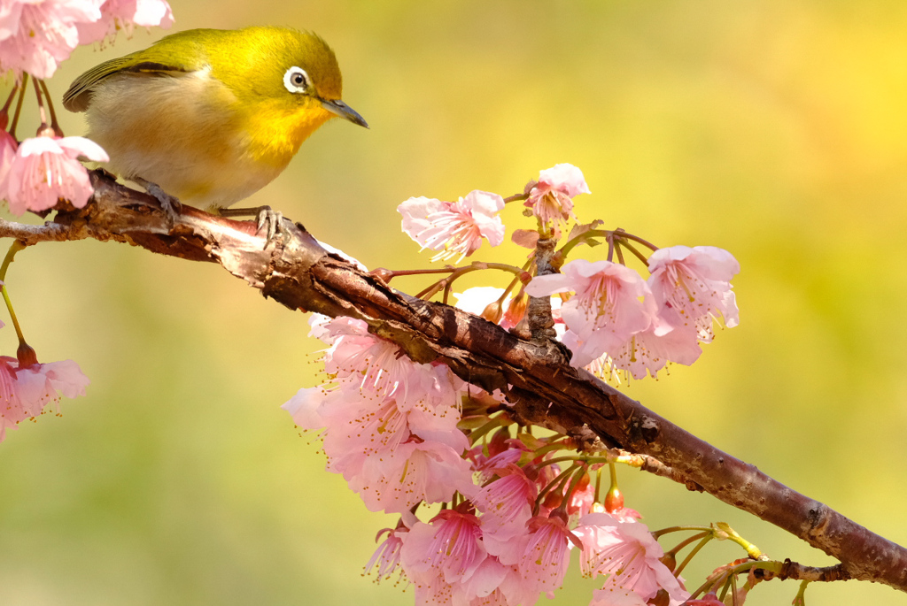 椿寒桜を見つめるメジロさん