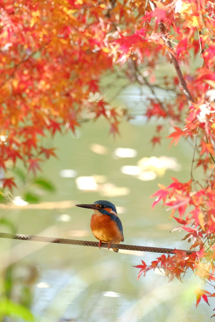 紅葉にかこまれて