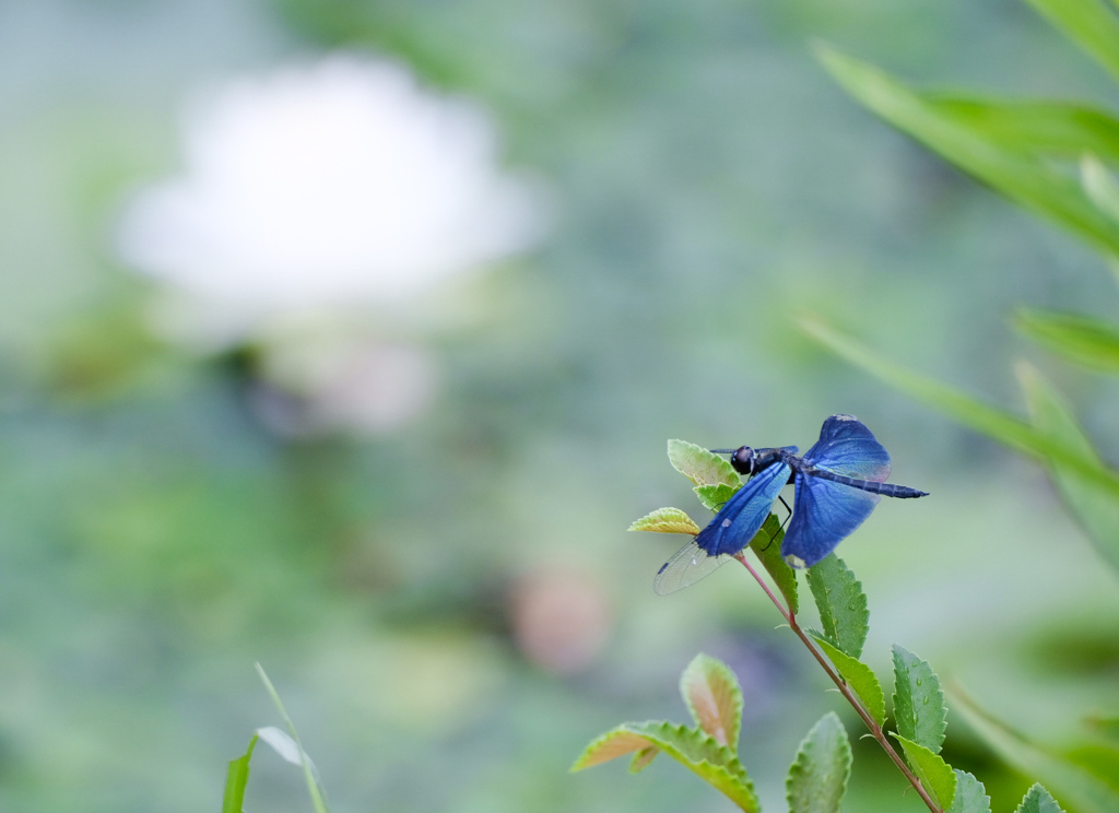 睡蓮と蝶蜻蛉