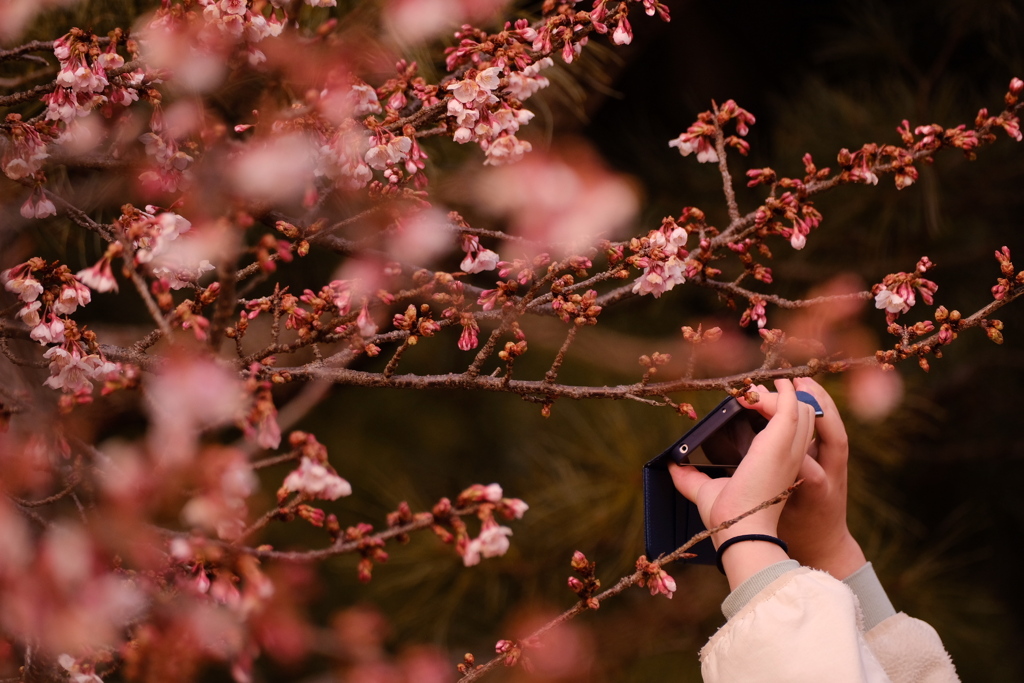 定点観測―咲き進む薩摩寒桜