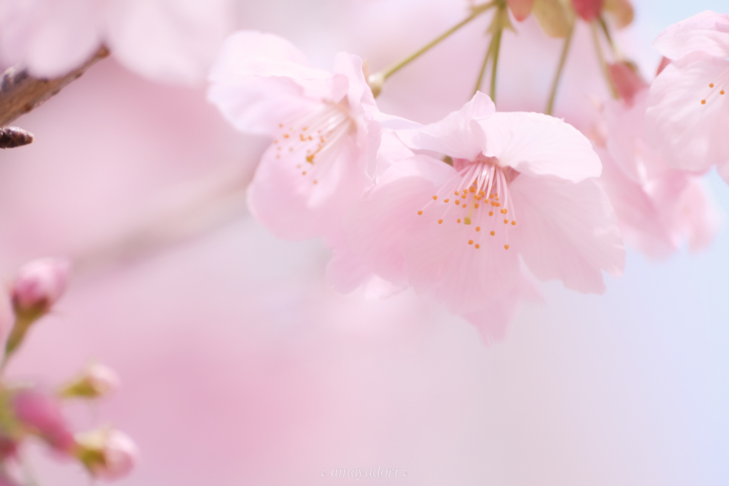 新たな1歩に花添えて