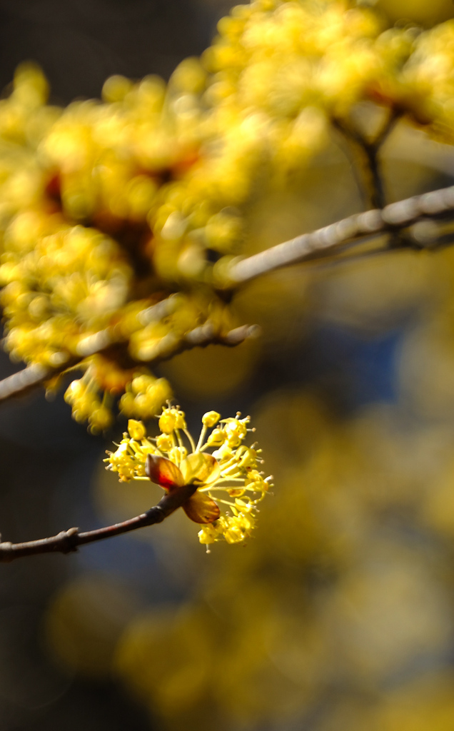 春黄金花―サンシュユ