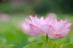 極楽浄土の蓮の花
