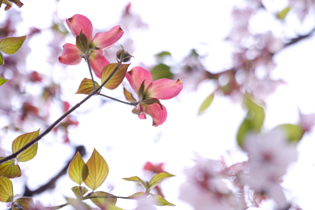 桜からハナミズキへバトンタッチ