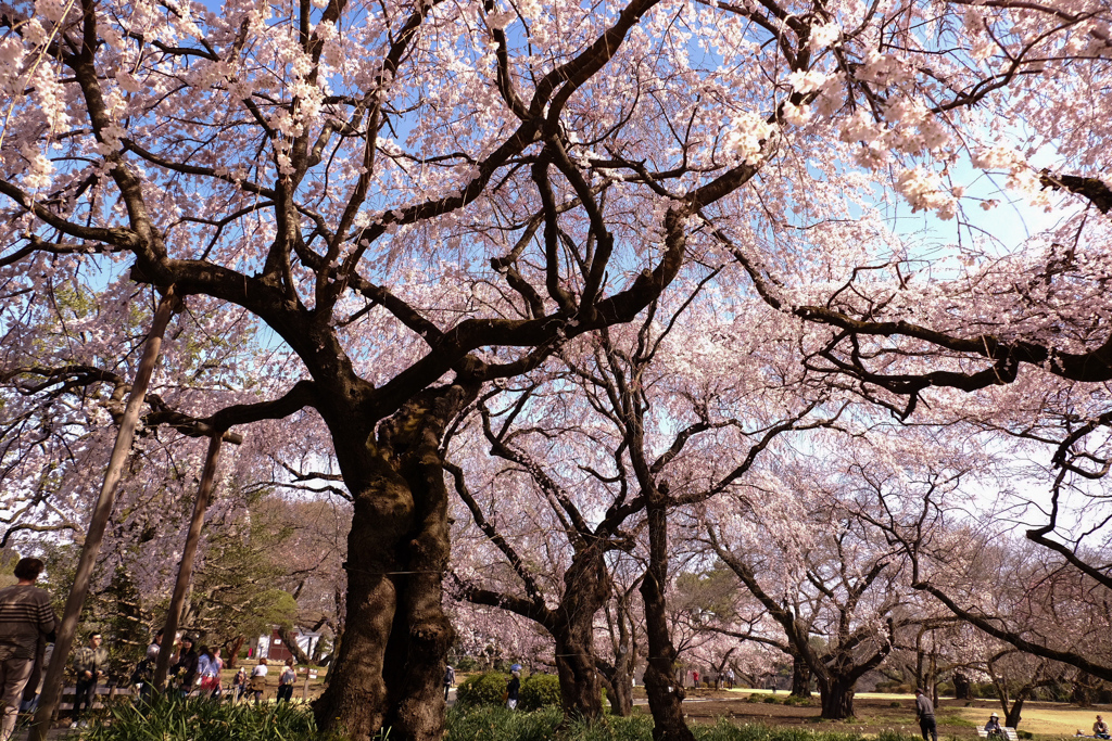 桜の枝支えでさえ見事な長さ