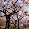 桜の枝支えでさえ見事な長さ