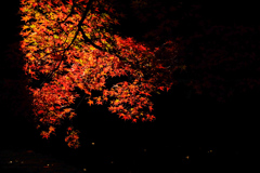 光と影と散り紅葉