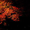 光と影と散り紅葉