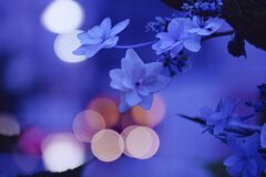 眠りにつく紫陽花