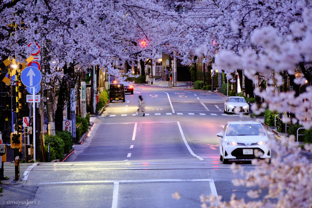 雨上がりの桜並木