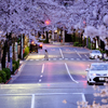 雨上がりの桜並木