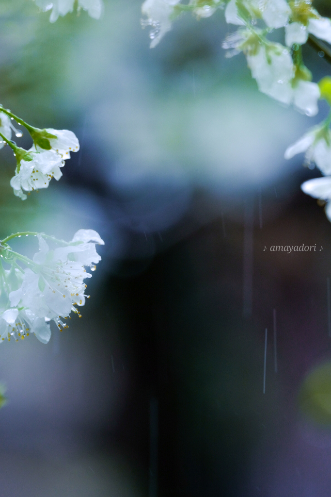 李の花に桜雨