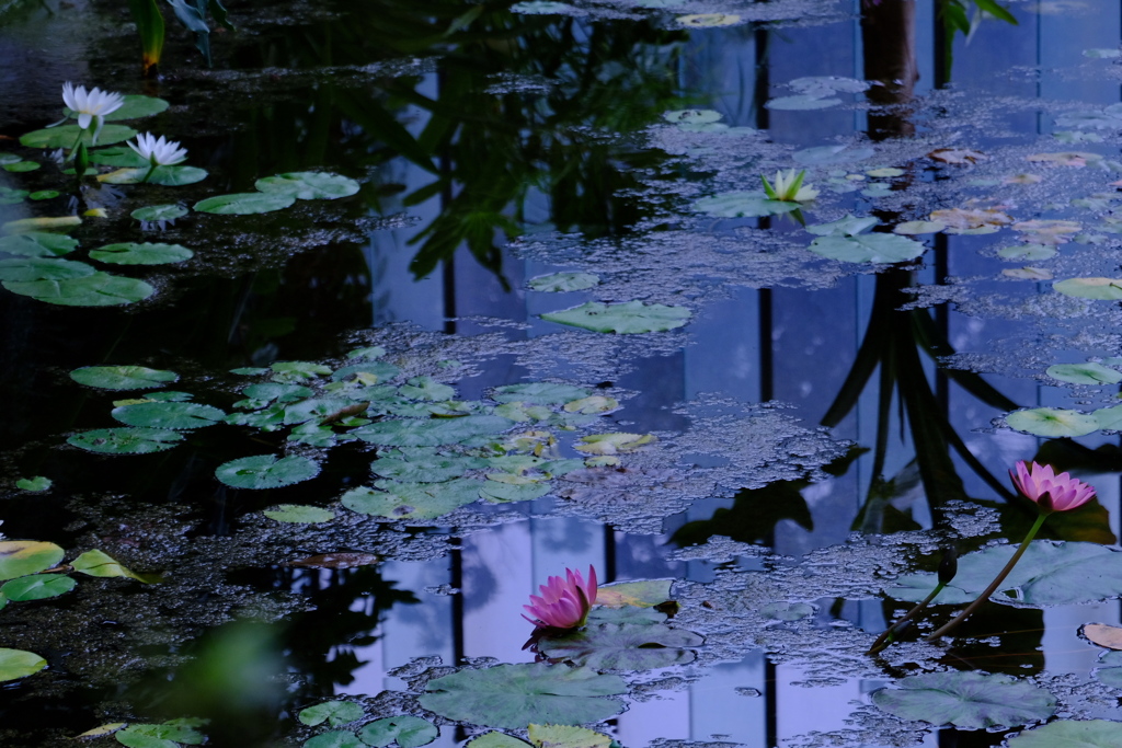 しっとりと睡蓮と水面の世界
