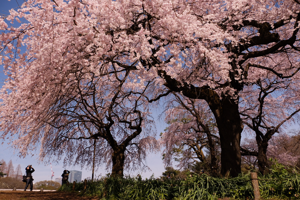 眠りから醒めた桜の巨木