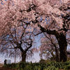 眠りから醒めた桜の巨木