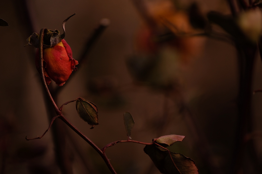 枯れても薔薇はバラ